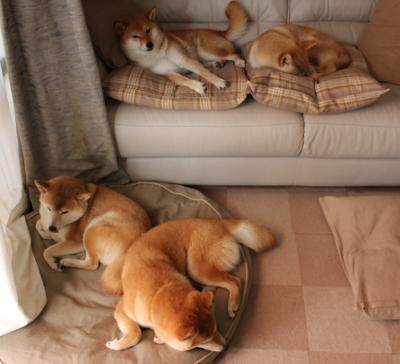 东契奇关键战不手软,森林狼轻取快船,新星崛起与团队胜利的交响