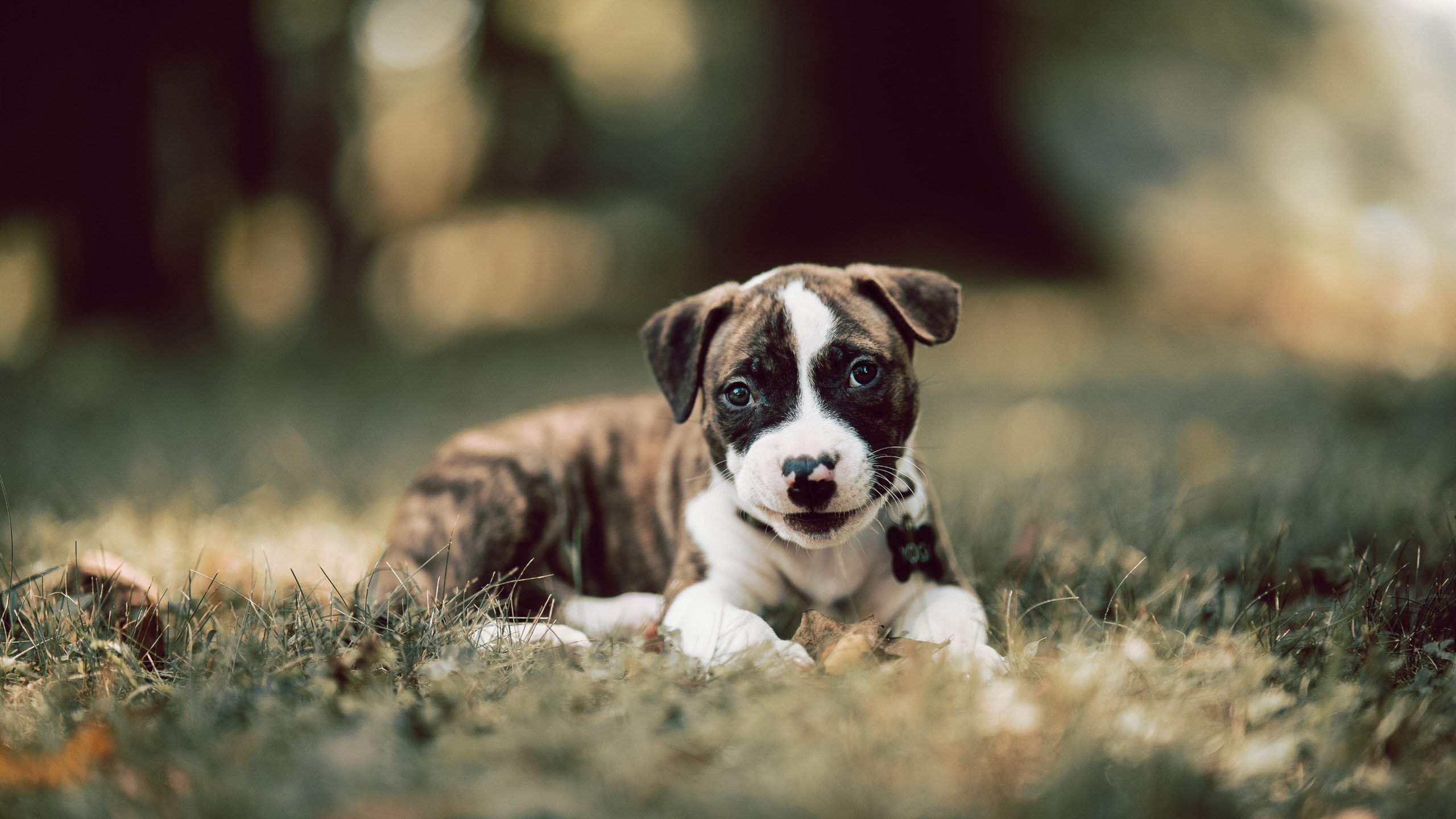 米切尔冠军级表现撕裂防线,爵士团队碾压雄鹿展现统治力