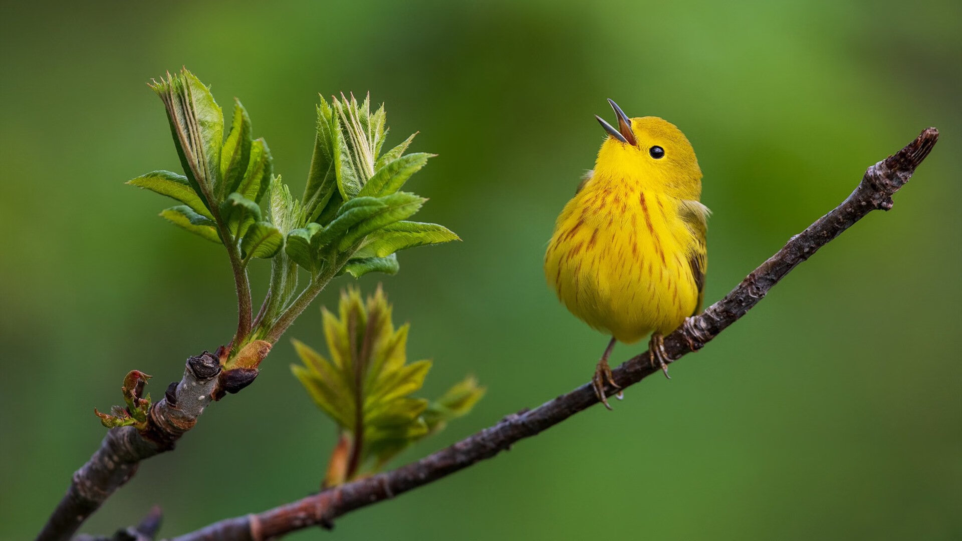布伦森独舞凤凰城,广厦队客场挑战太阳的战术博弈与精神胜利